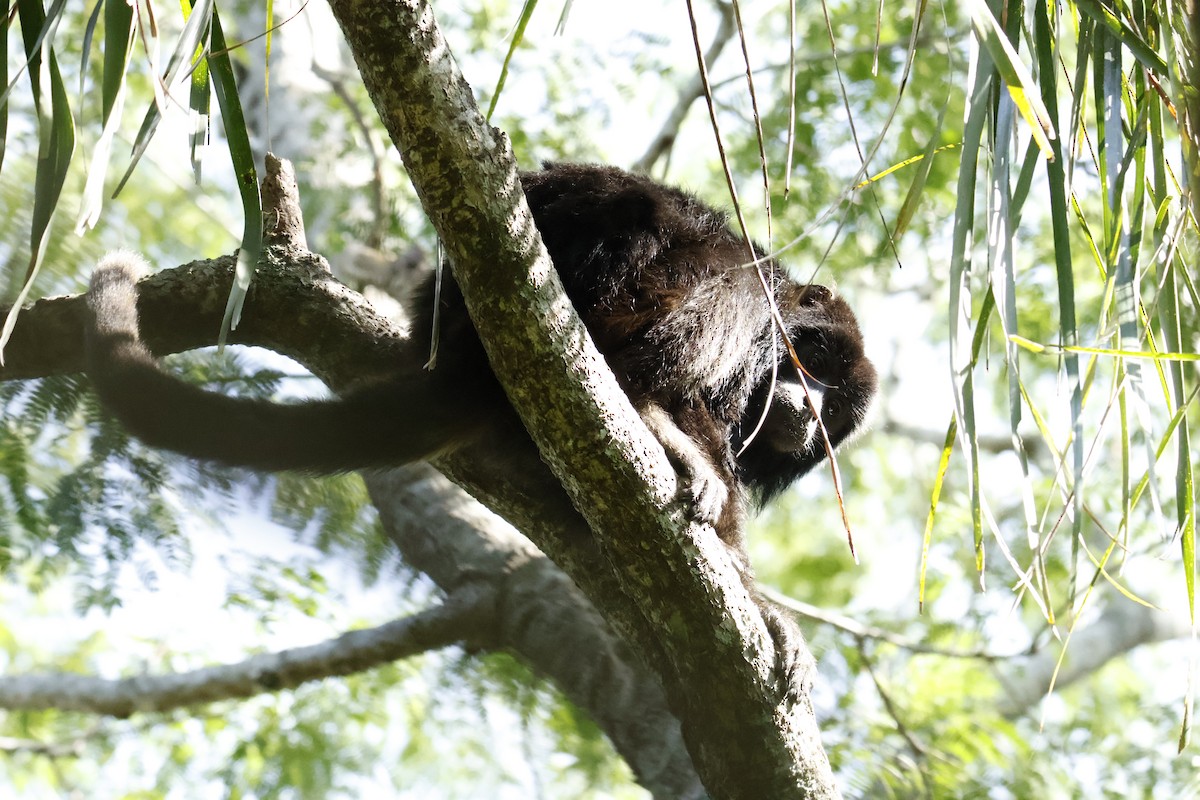 Singe hurleur noir - ML647259212