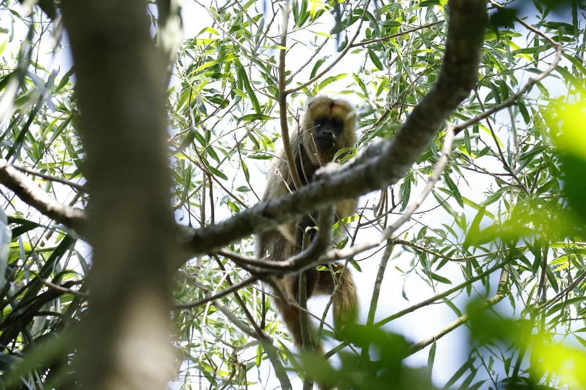 Singe hurleur noir - ML647259213