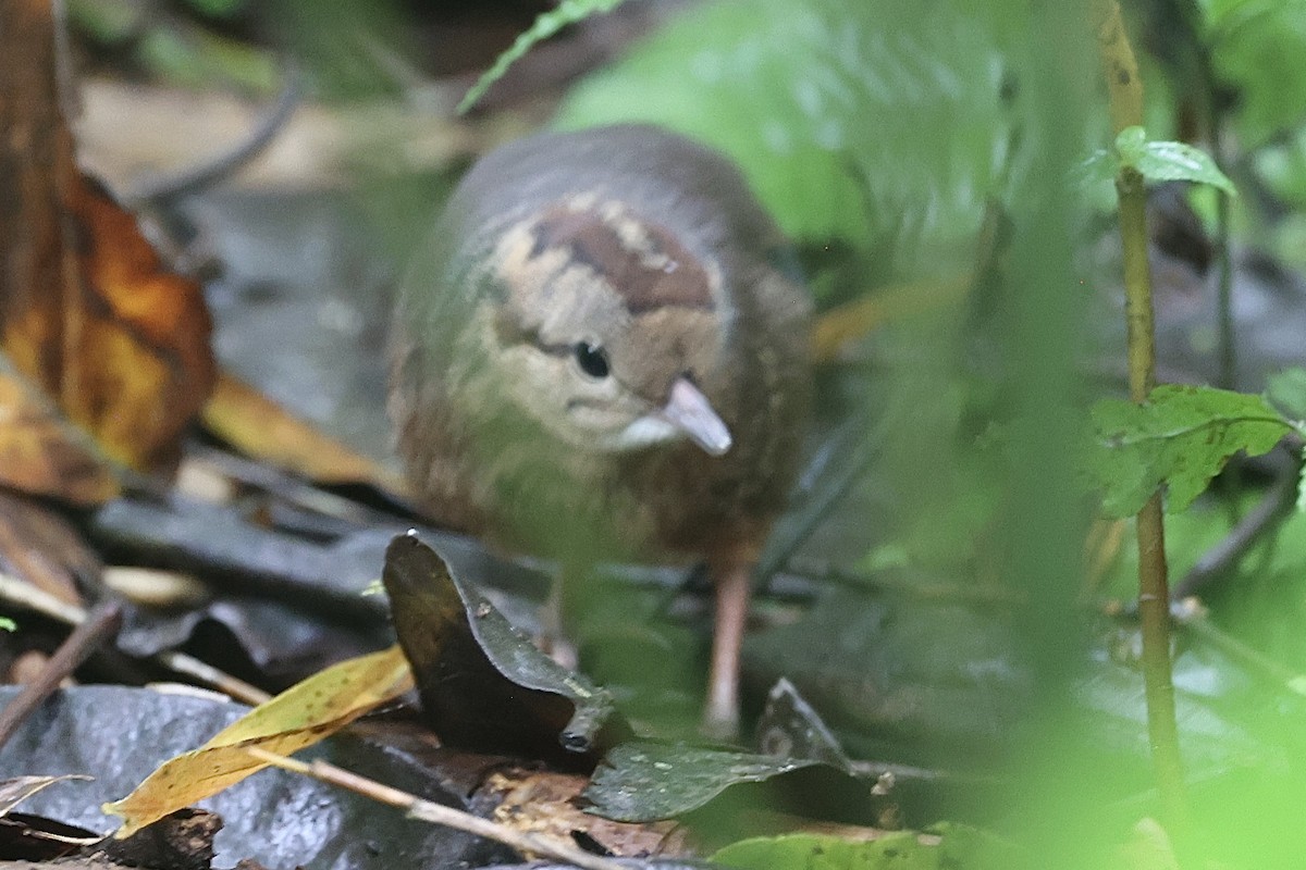 Choco Tinamou - ML647259220