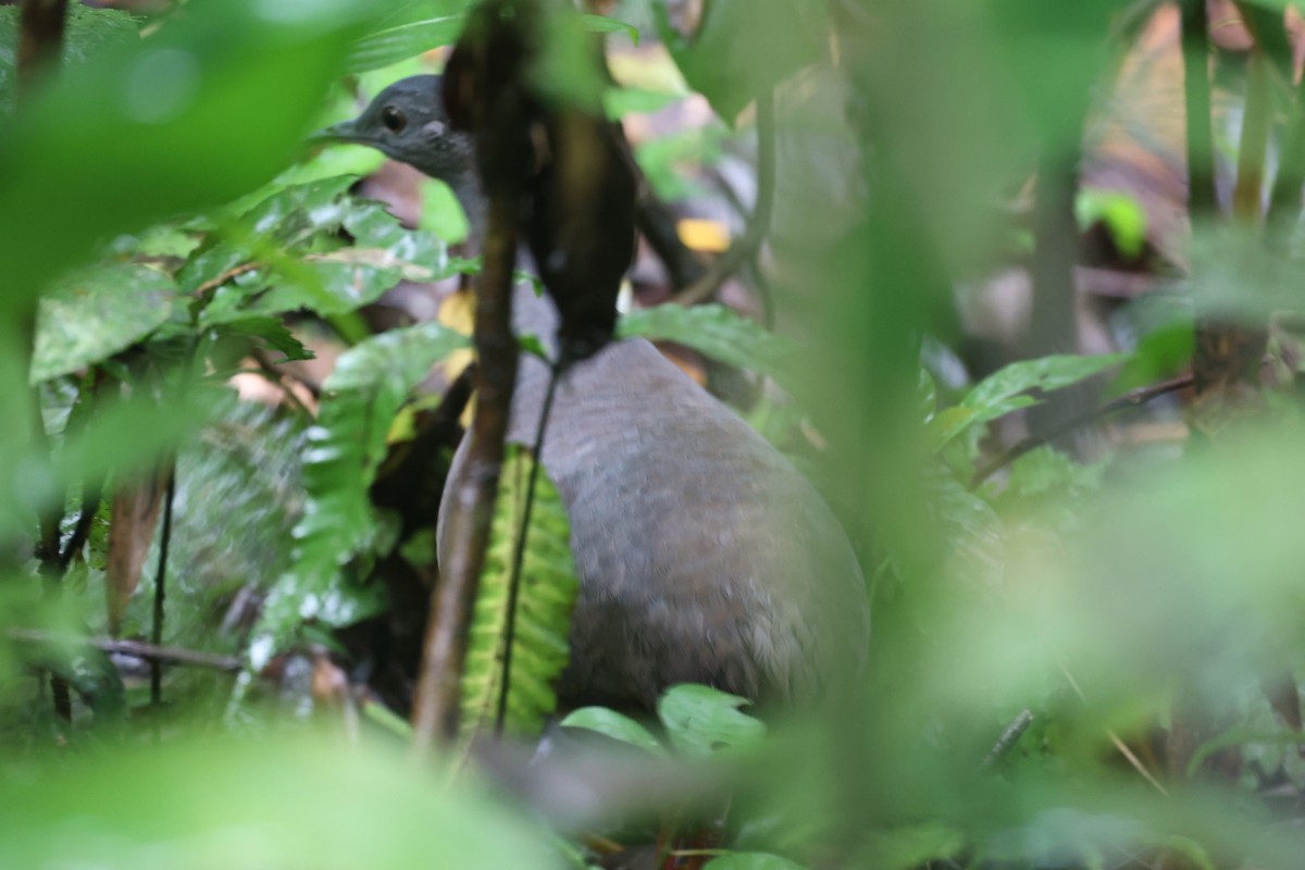 Choco Tinamou - ML647259221