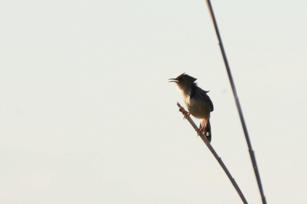 Chirping Cisticola - ML647259228