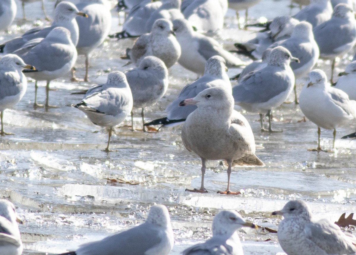 Gavión Hiperbóreo - ML647259238