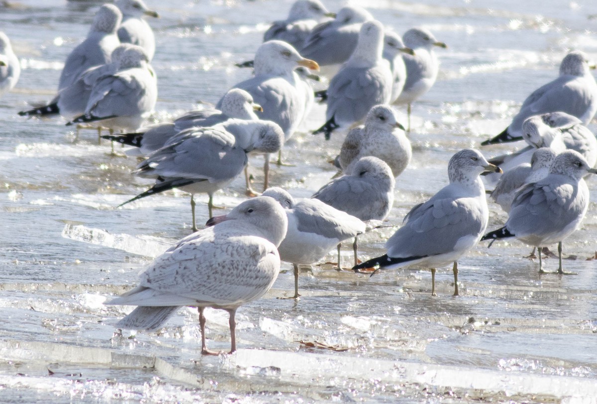 Gavión Hiperbóreo - ML647259239