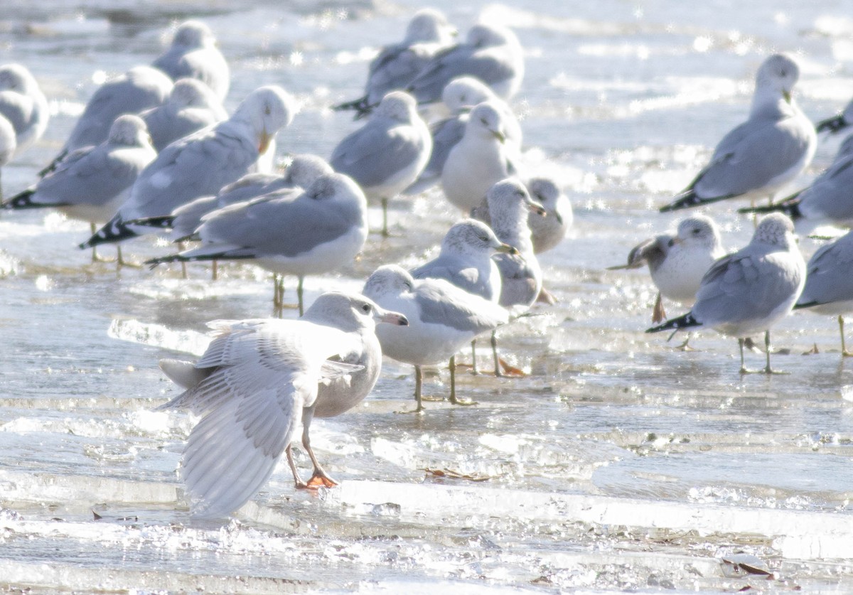 Gavión Hiperbóreo - ML647259240