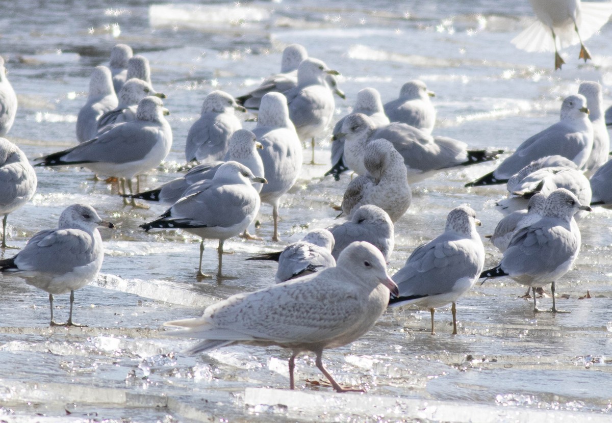 Gavión Hiperbóreo - ML647259241