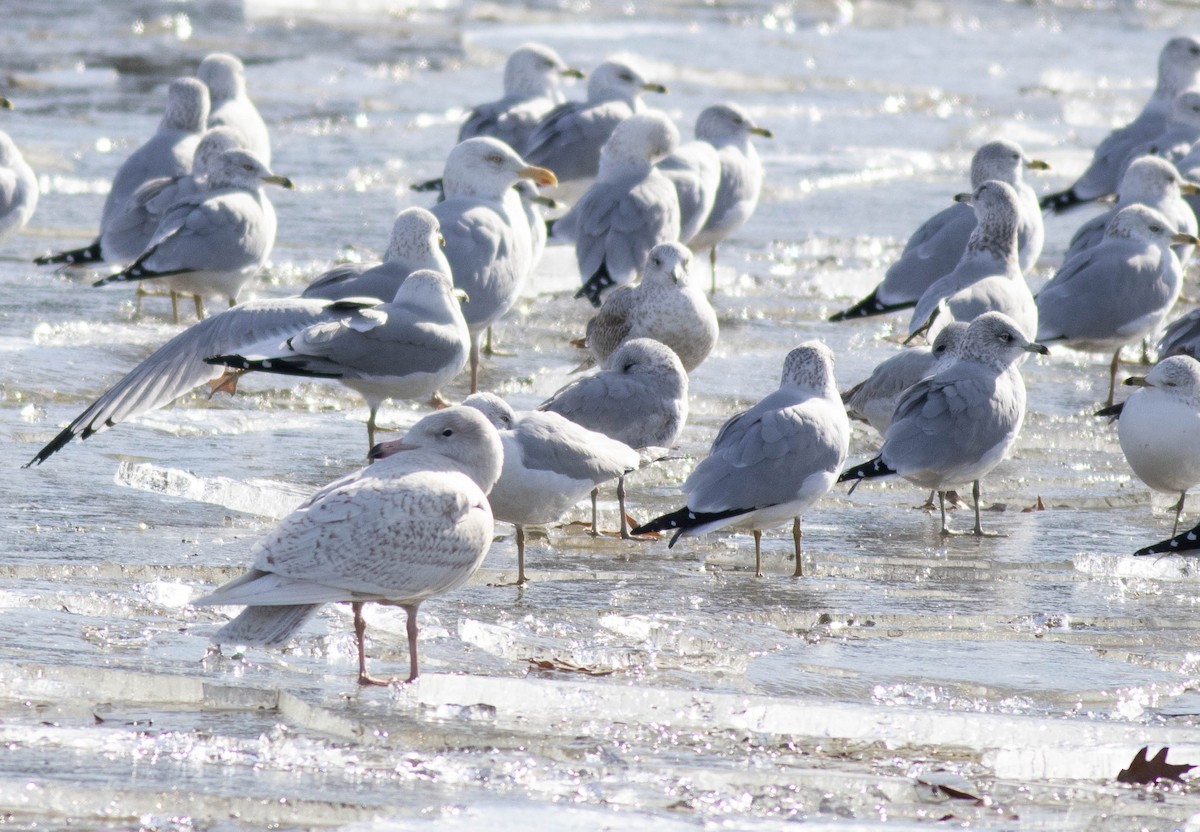 Gavión Hiperbóreo - ML647259242