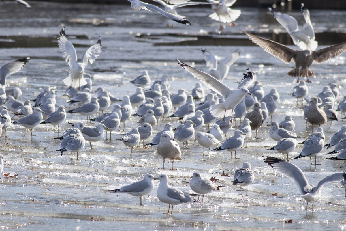 Gavión Hiperbóreo - ML647259243