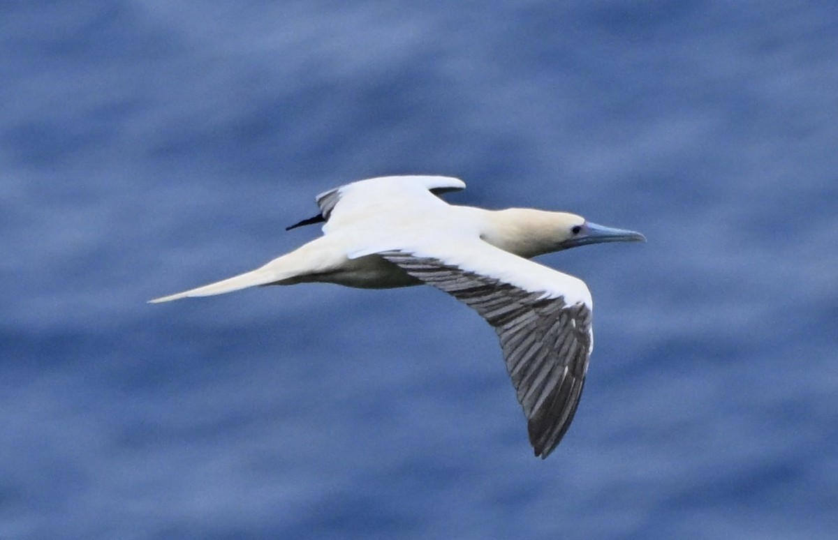 Rotfußtölpel - ML647259248