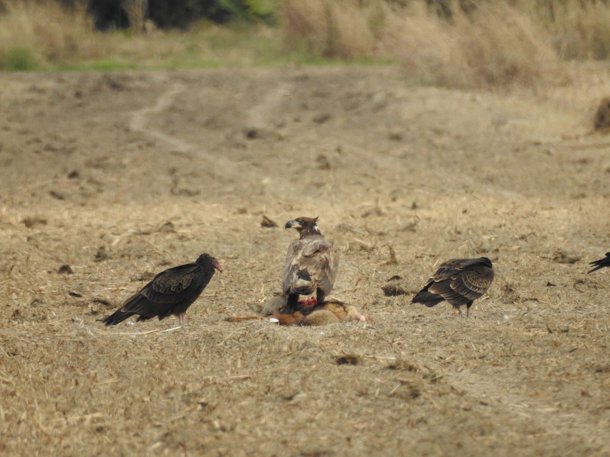 Bald Eagle - ML647259269