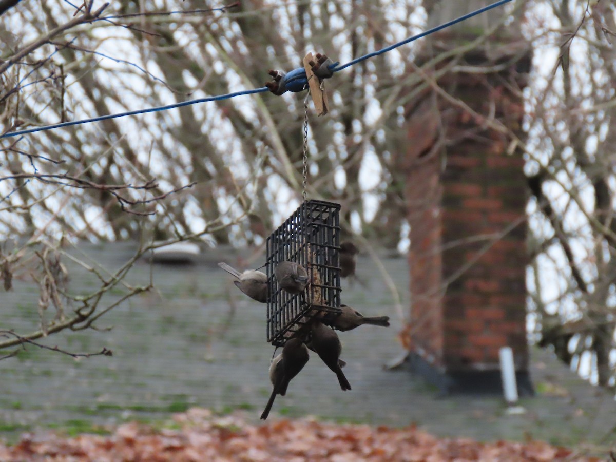 Bushtit - ML647259275