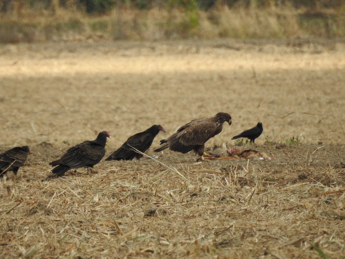 Bald Eagle - ML647259284