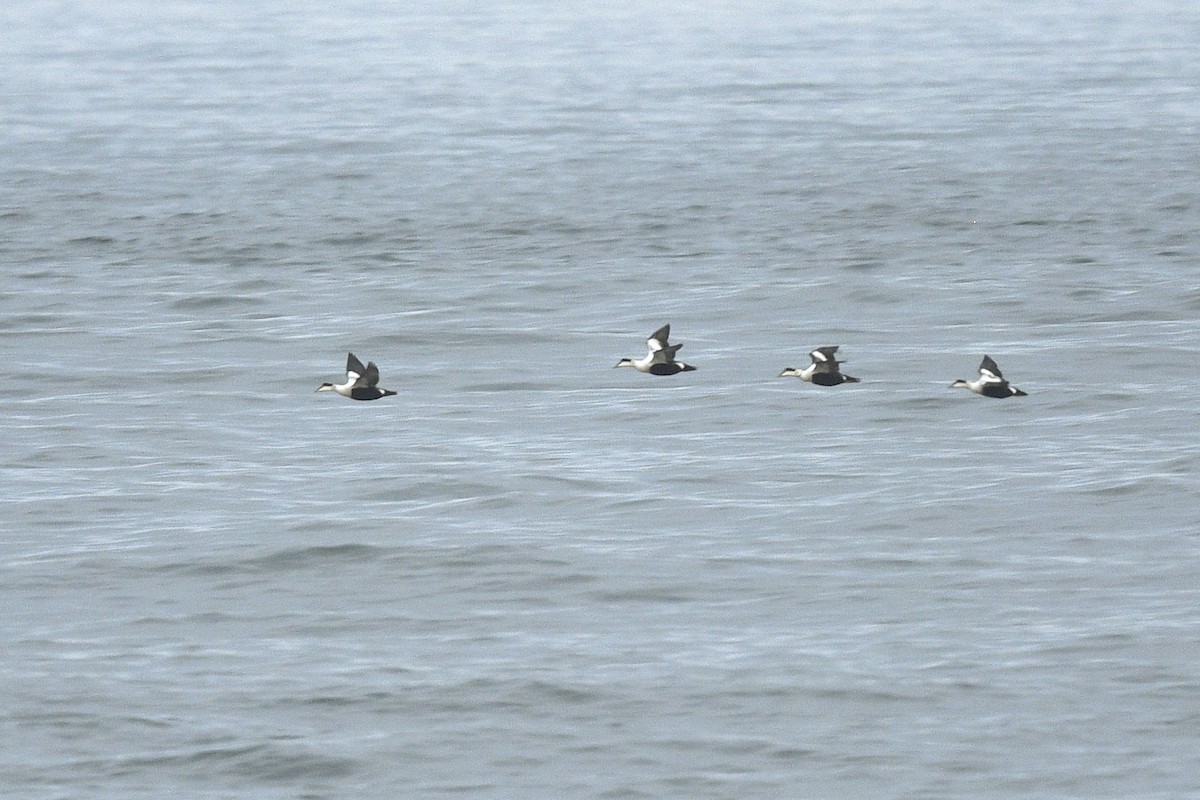 Common Eider - ML647259287
