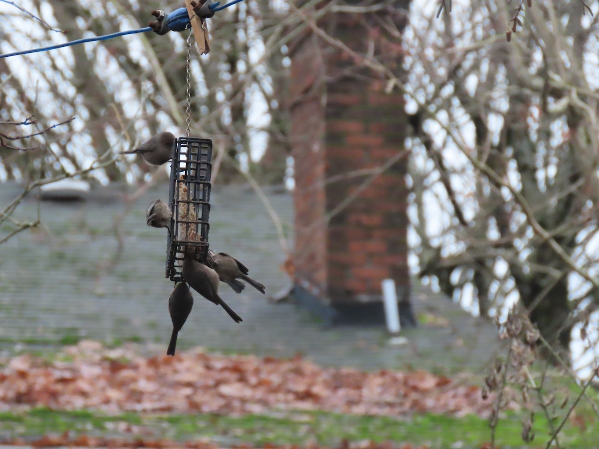 Bushtit - ML647259296