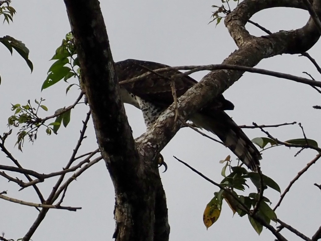 orel zdobený - ML647259298