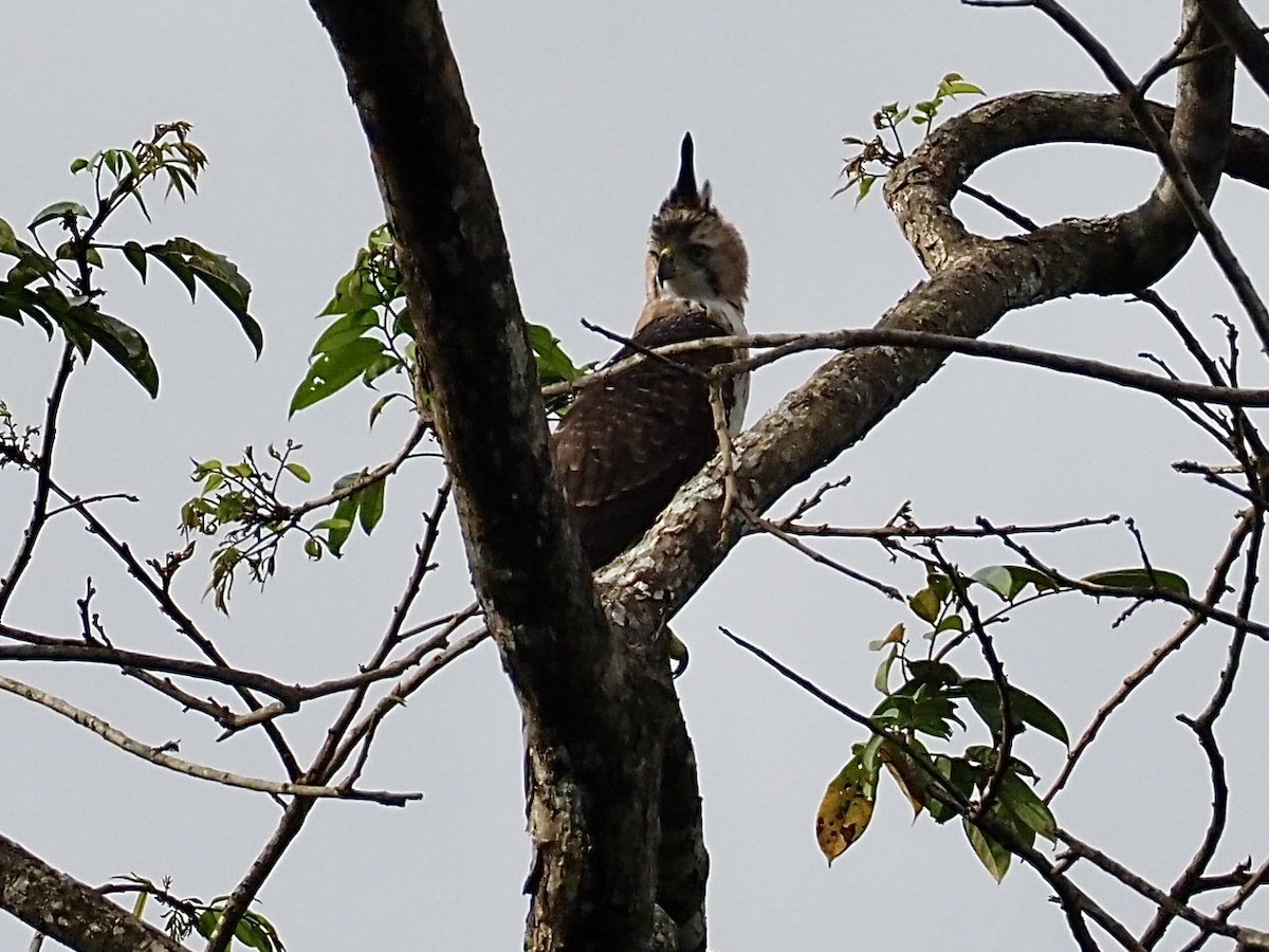 orel zdobený - ML647259299