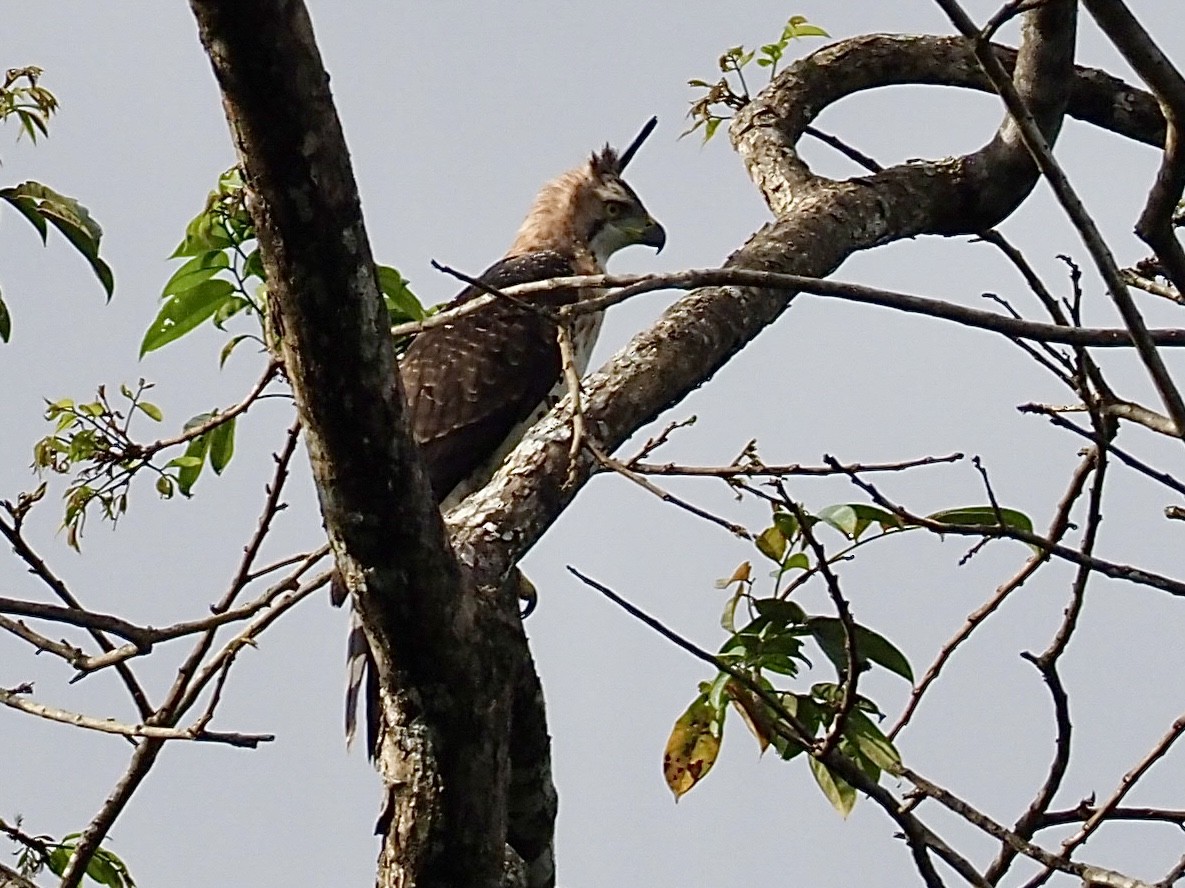 orel zdobený - ML647259300