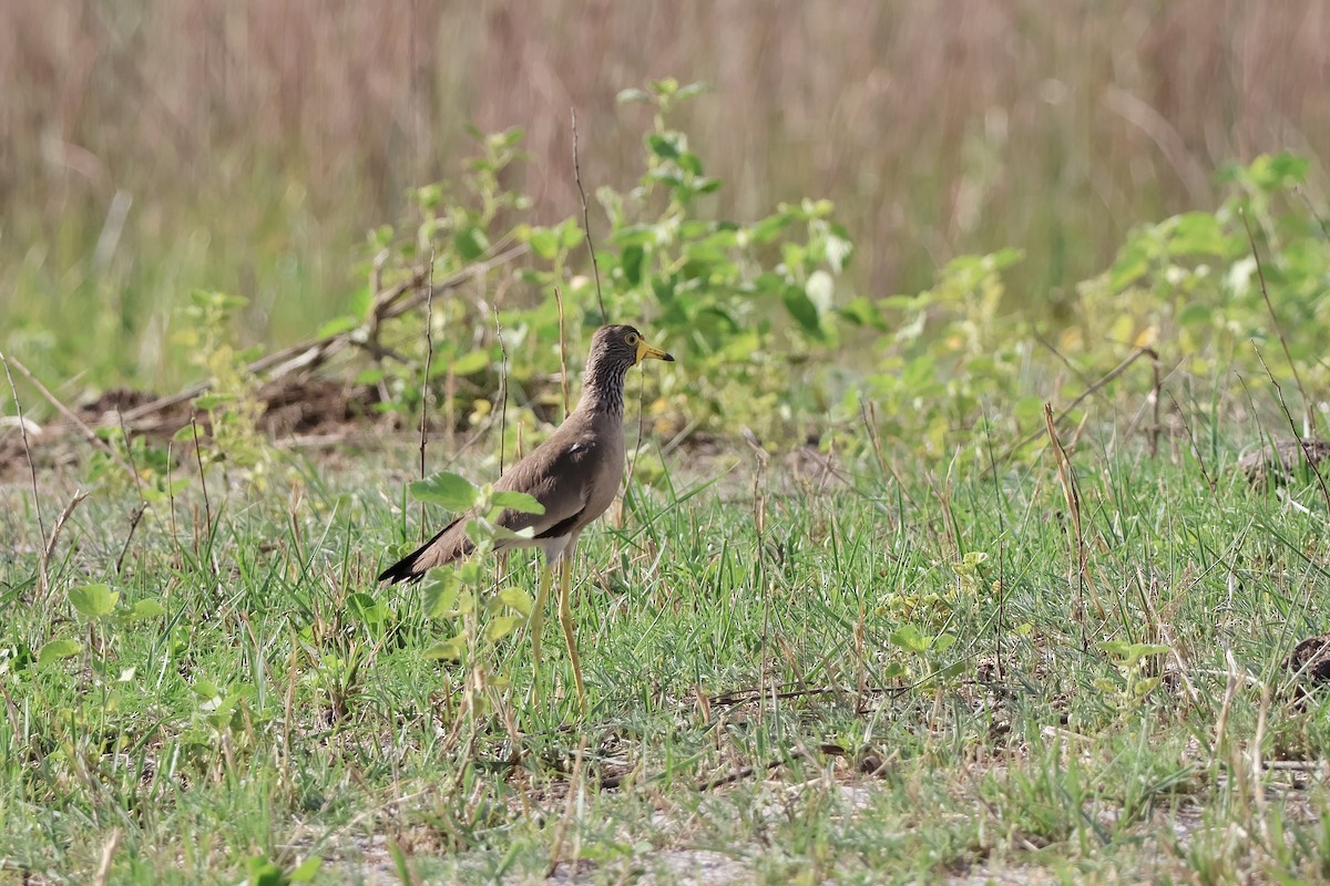 Wattled Lapwing - ML647259303
