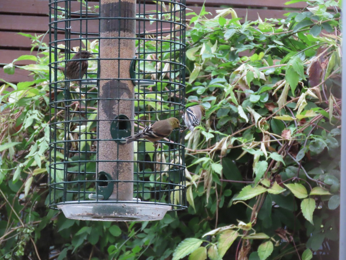 American Goldfinch - ML647259308