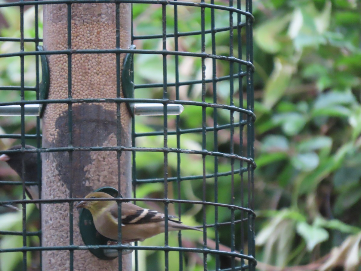 American Goldfinch - ML647259315