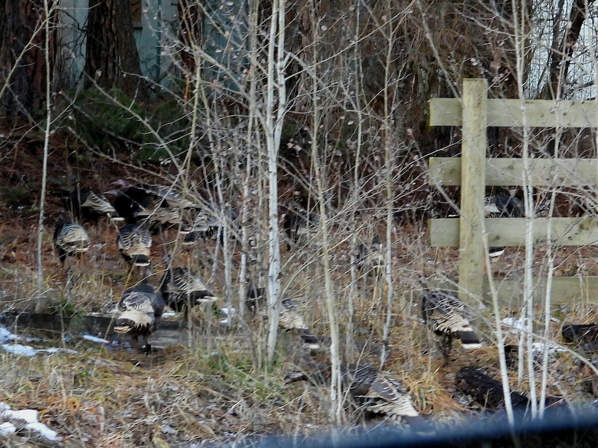 Wild Turkey - ML647259318