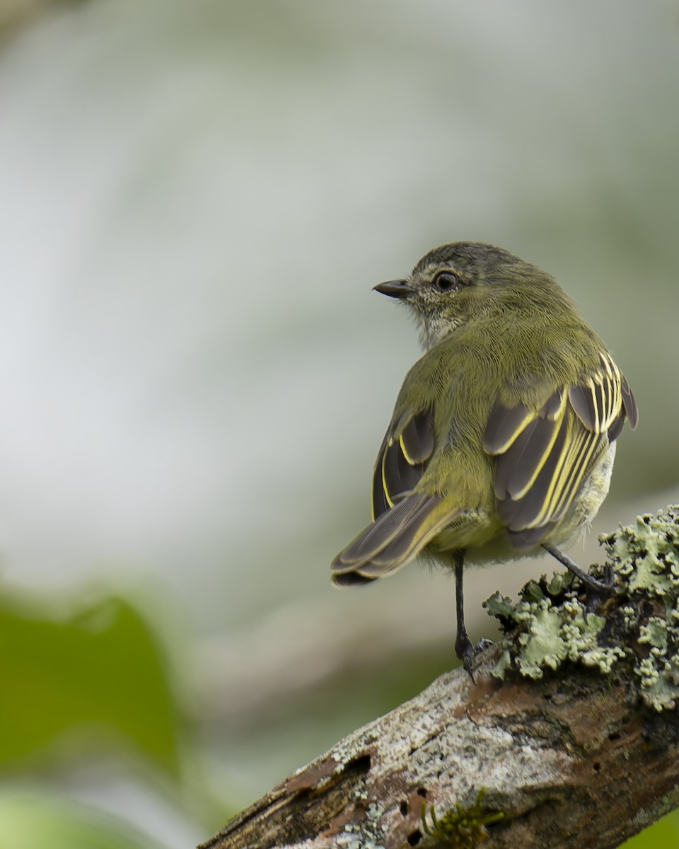 Mistletoe Tyrannulet - ML647259321
