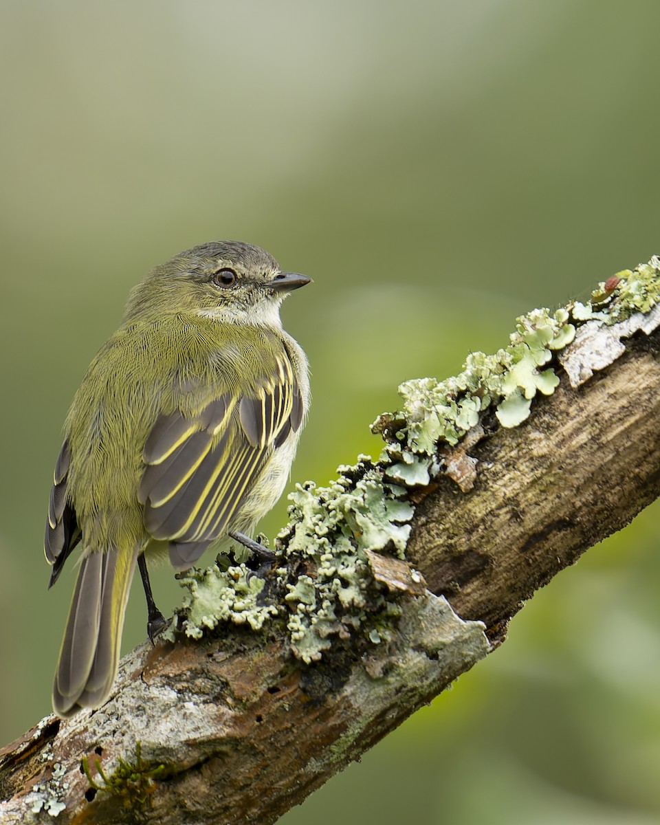 Mistletoe Tyrannulet - ML647259322