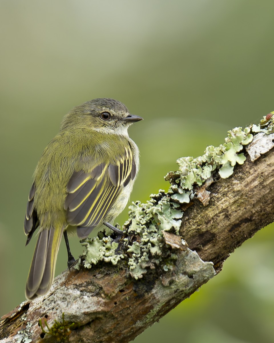 Mistletoe Tyrannulet - ML647259323