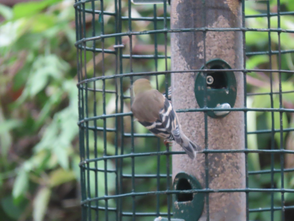American Goldfinch - ML647259328