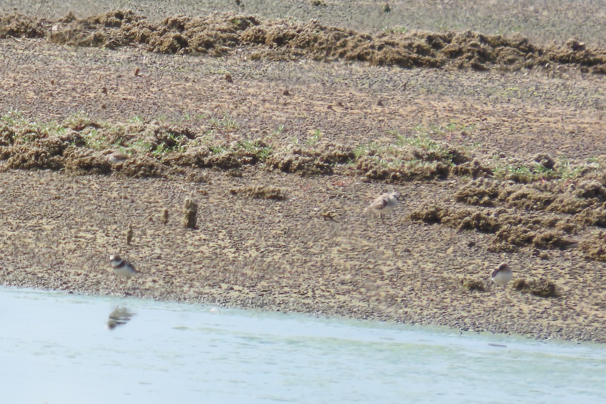 Sanderling - ML647259334