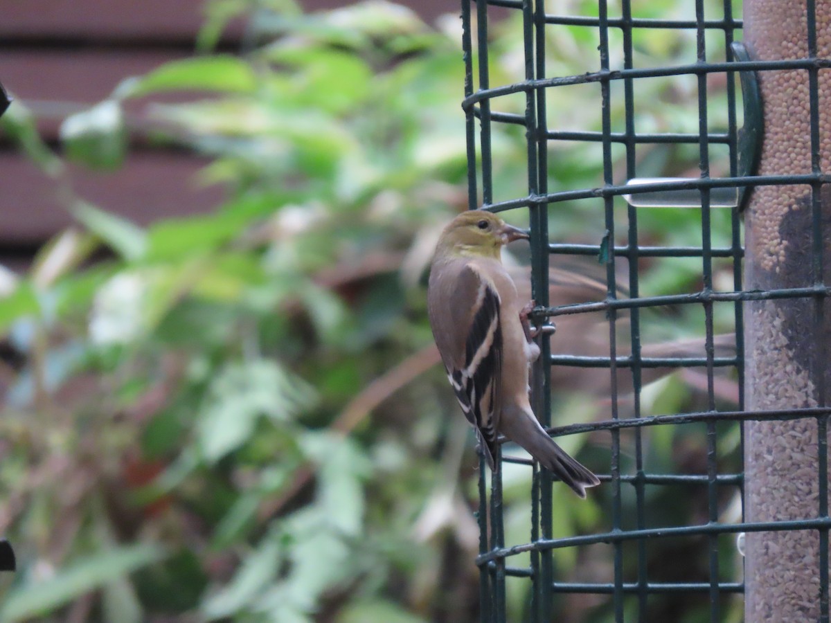 American Goldfinch - ML647259342