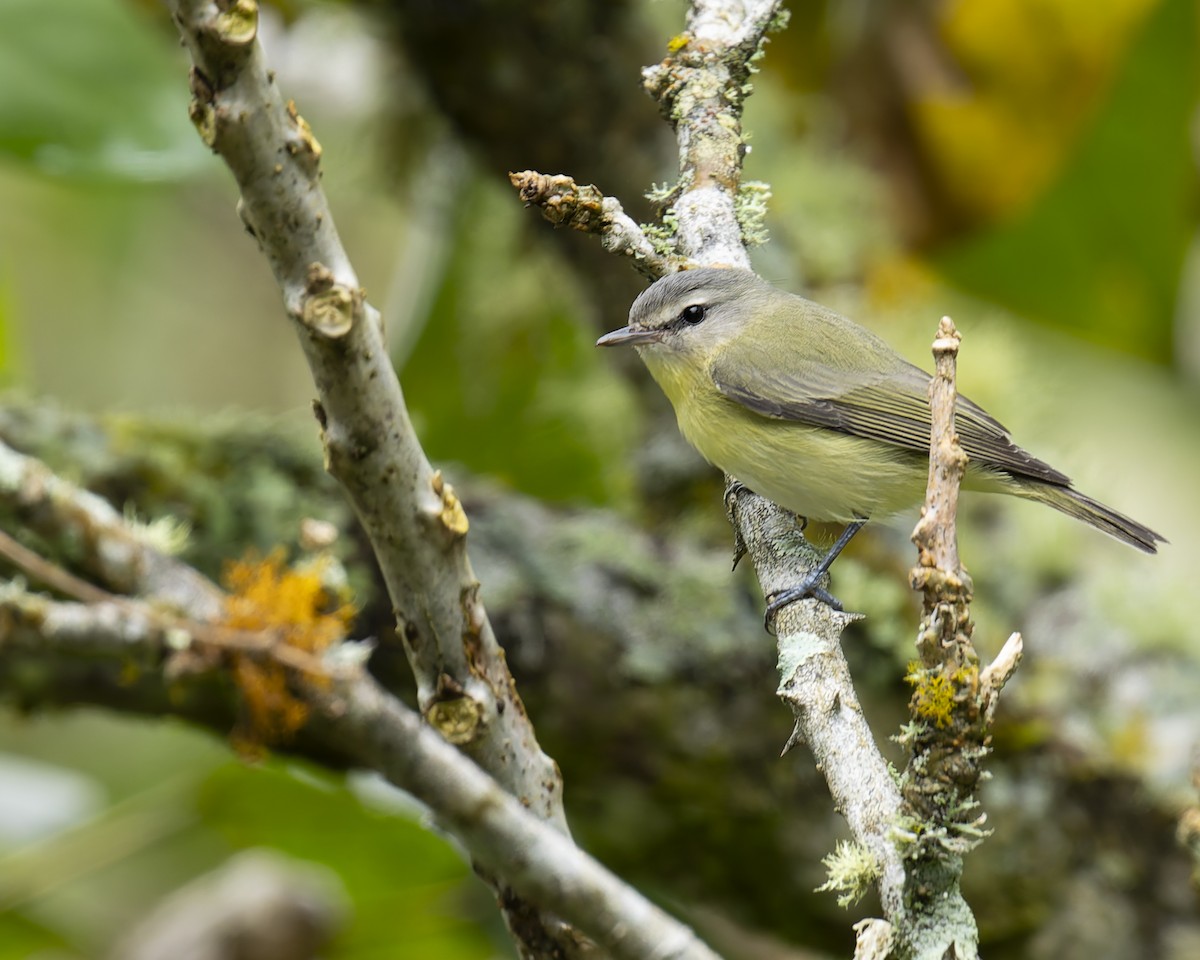 Bireo filadelfiarra - ML647259349