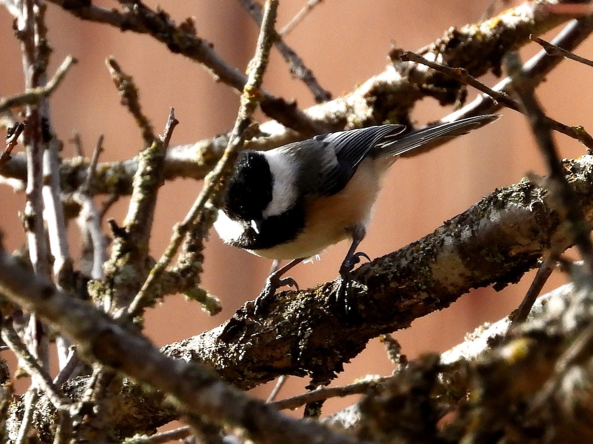Black-capped Chickadee - ML647259350
