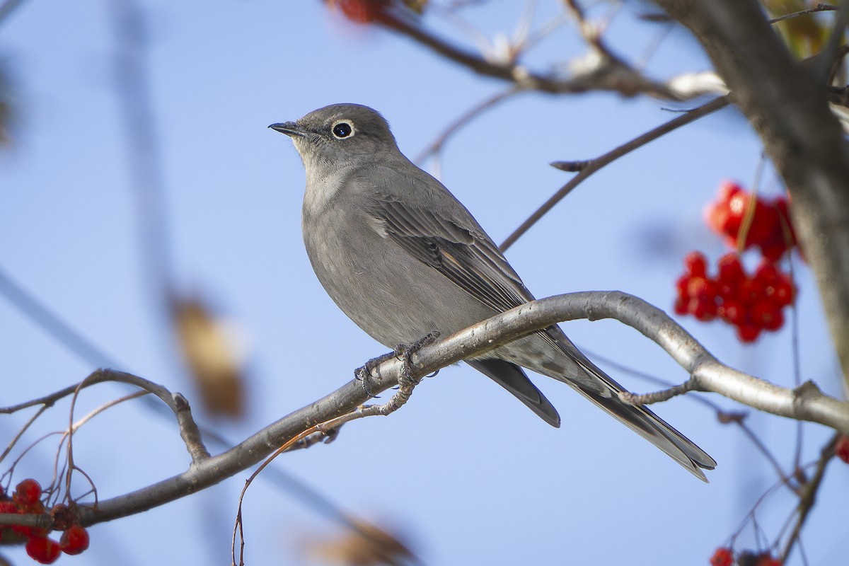 Townsendklarino - ML647259358