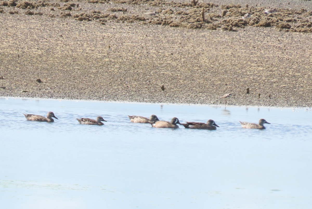 Blue-winged Teal - ML647259360