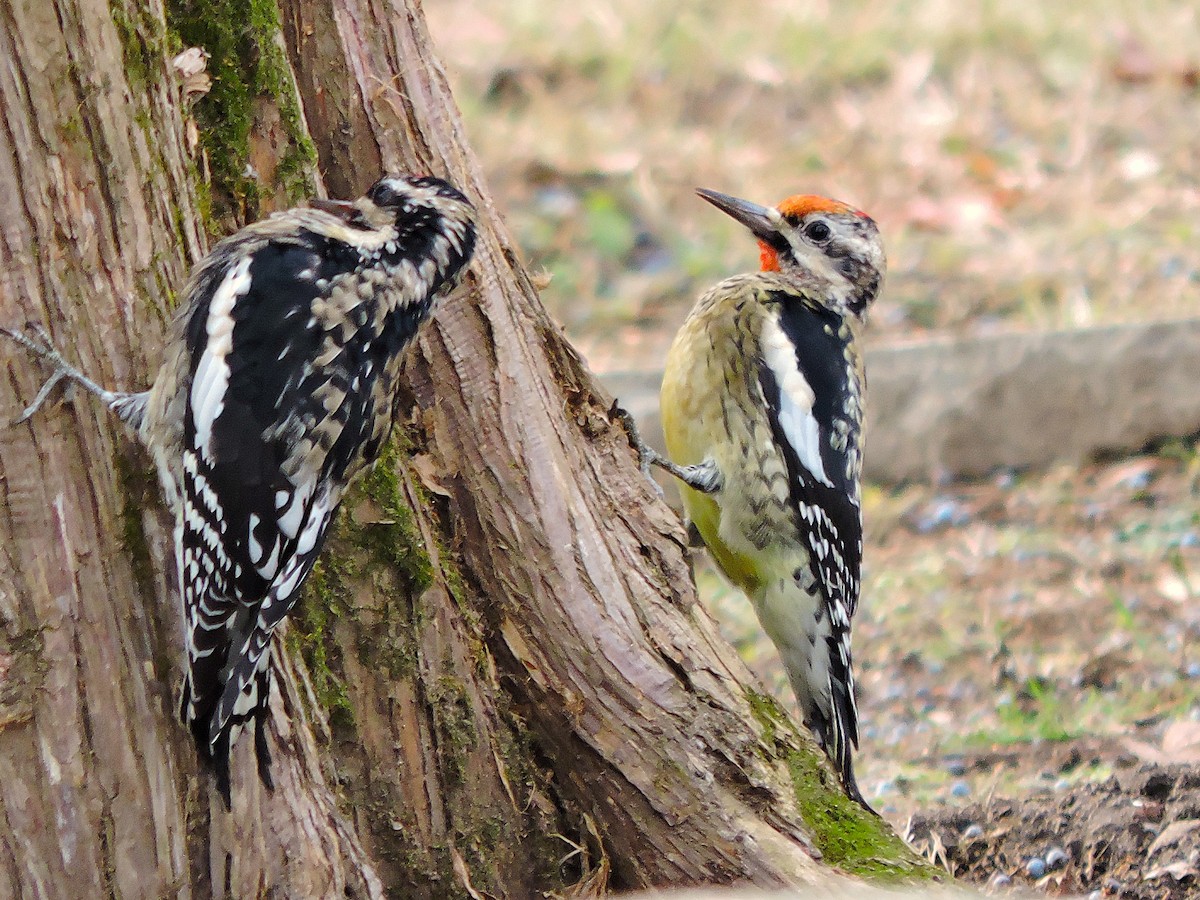 Yellow-bellied Sapsucker - ML647259362