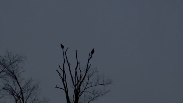 Great Horned Owl - ML647259368