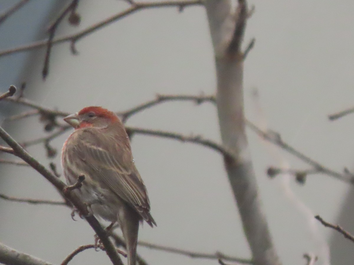 House Finch - ML647259373