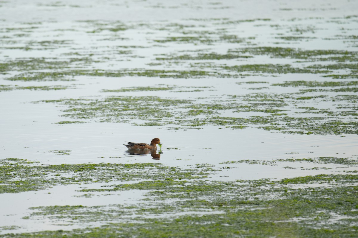 ヒドリガモ - ML647259375