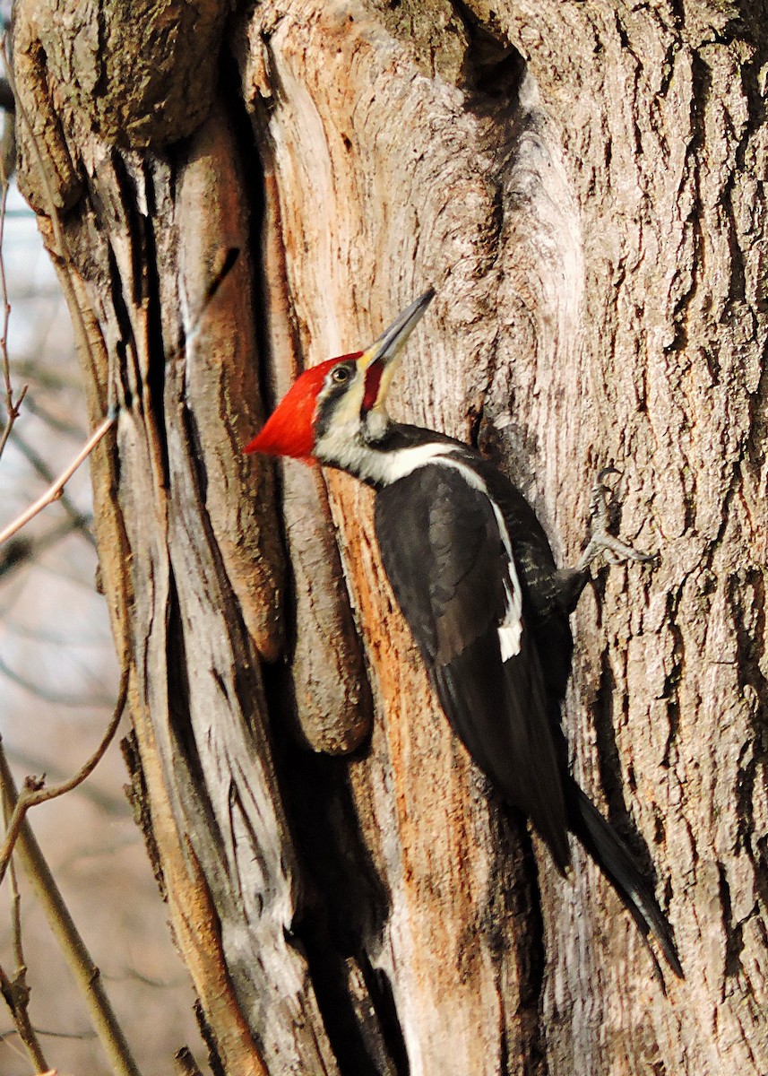 Pileated Woodpecker - ML647259379
