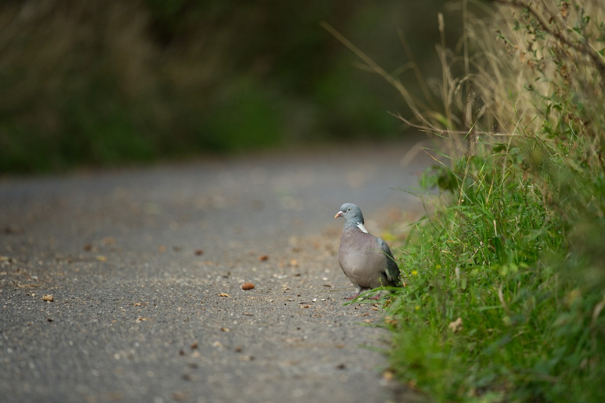 モリバト - ML647259385