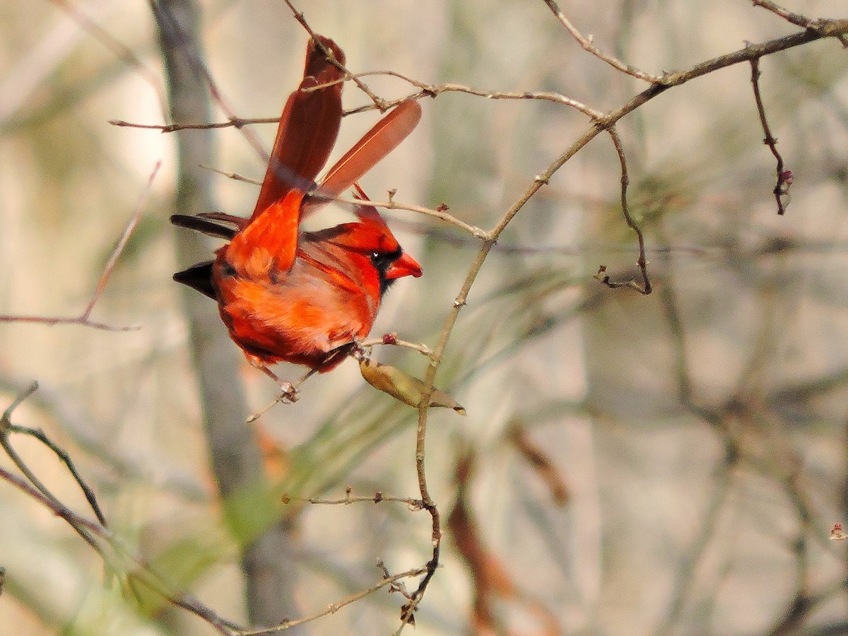 Northern Cardinal - ML647259390