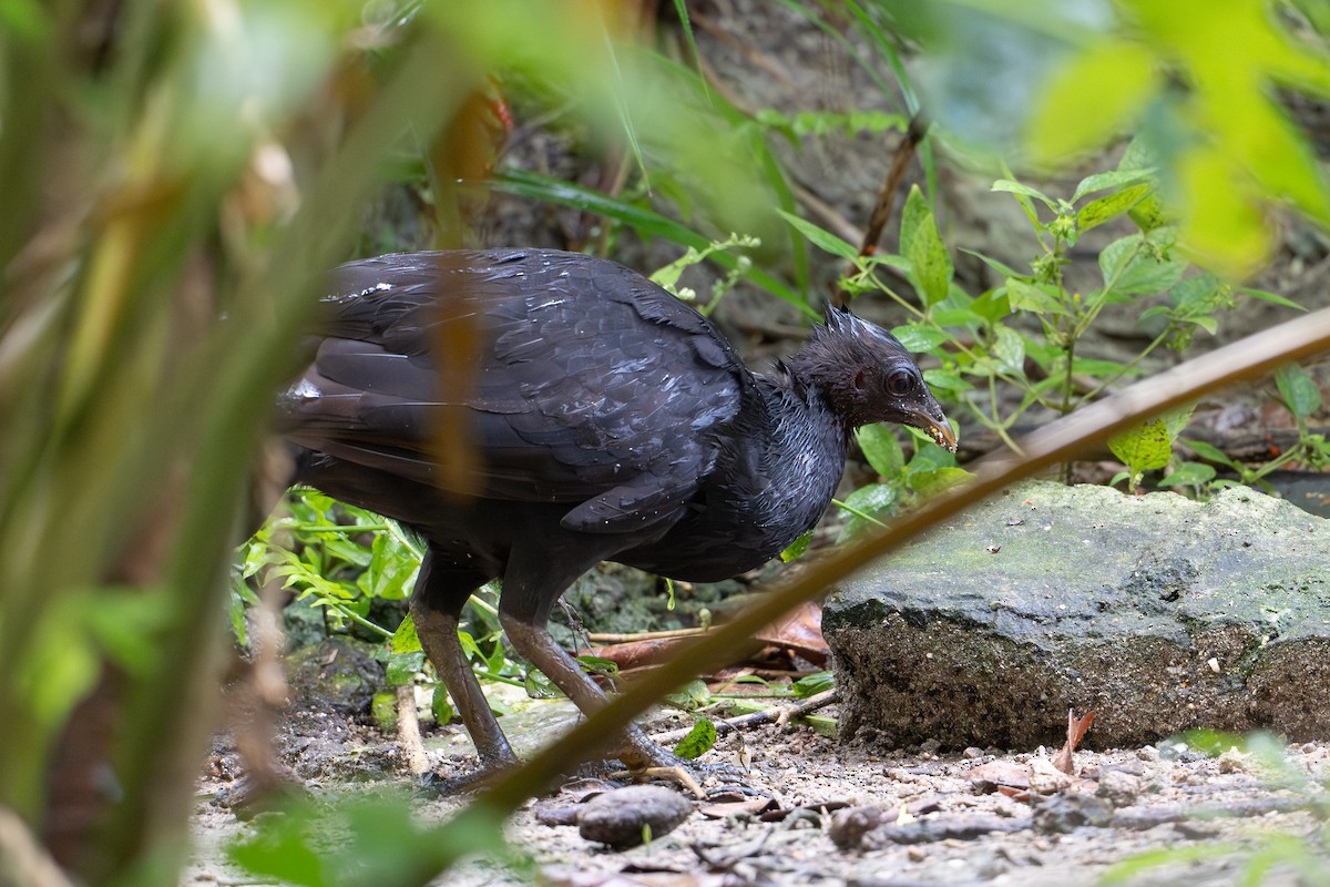 Dusky Megapode (Dusky) - ML647259404
