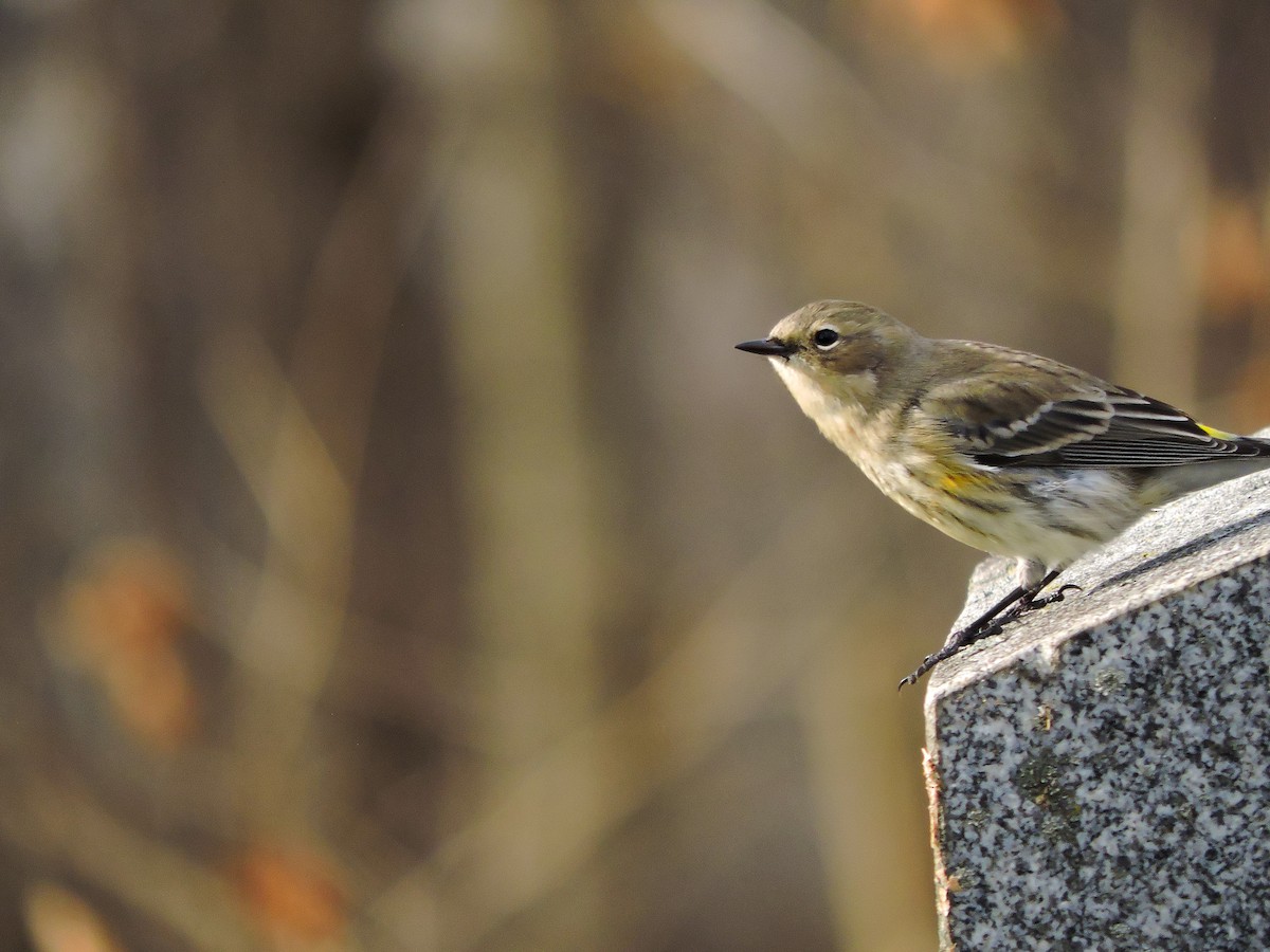 Yellow-rumped Warbler - ML647259408