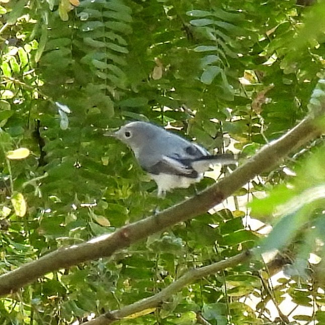 Голубая комароловка - ML647259416