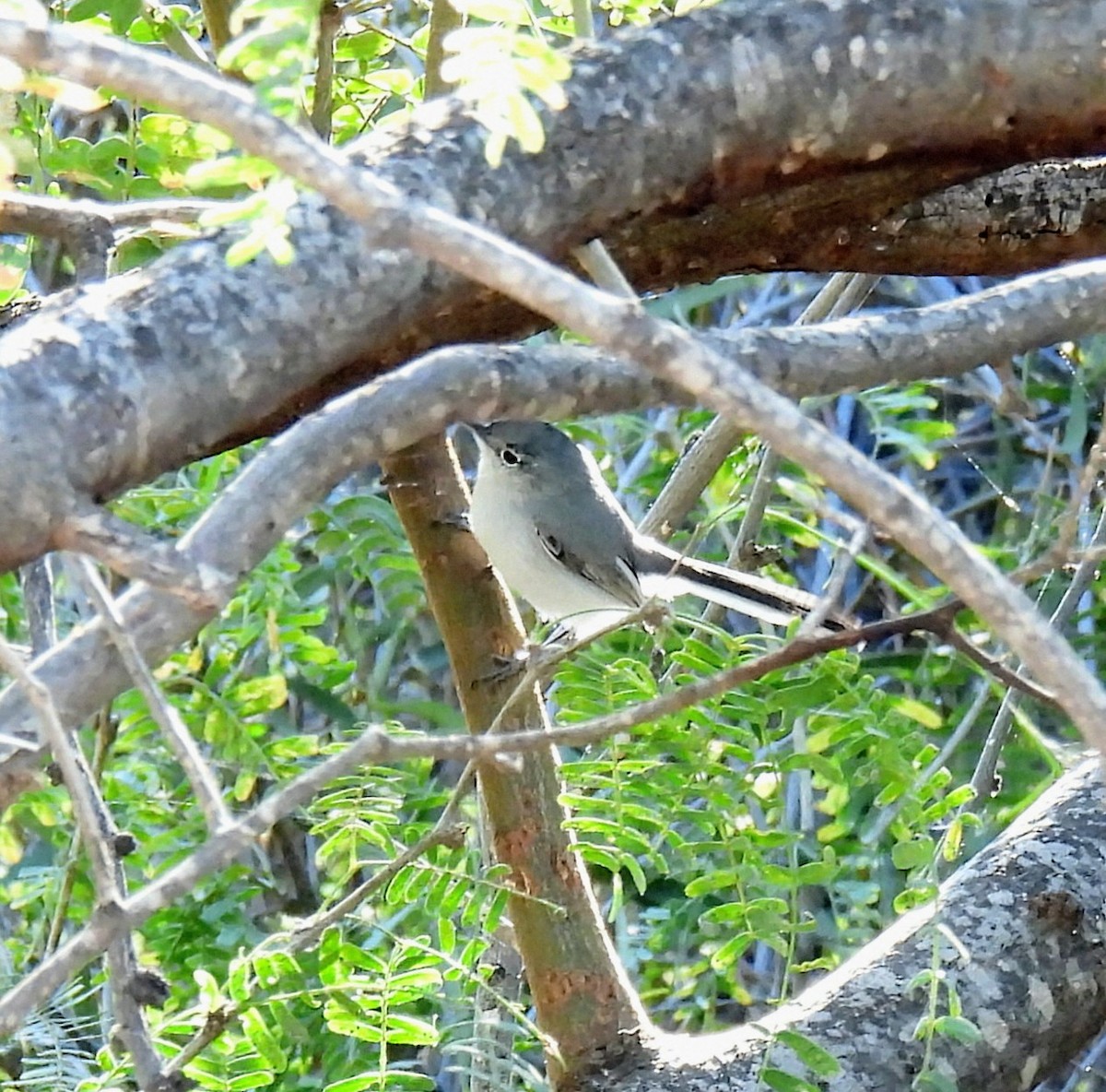 Голубая комароловка - ML647259417