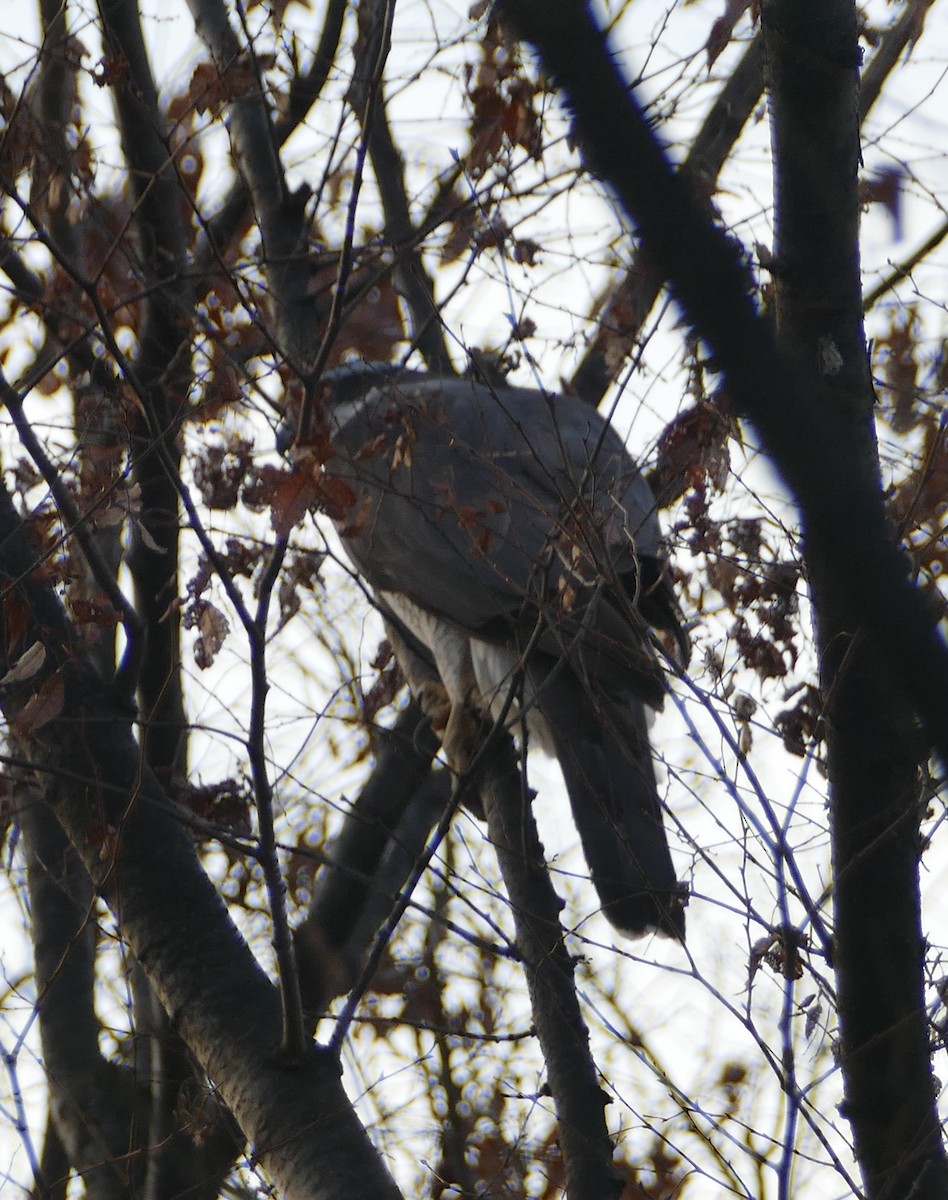 Тетеревятник - ML647259420