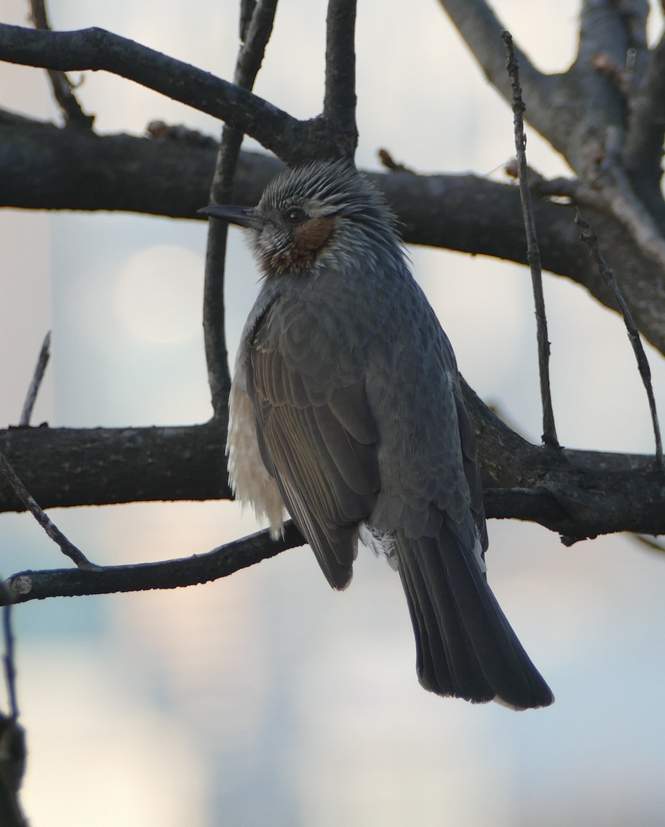 Короткопалый бюль-бюль - ML647259439