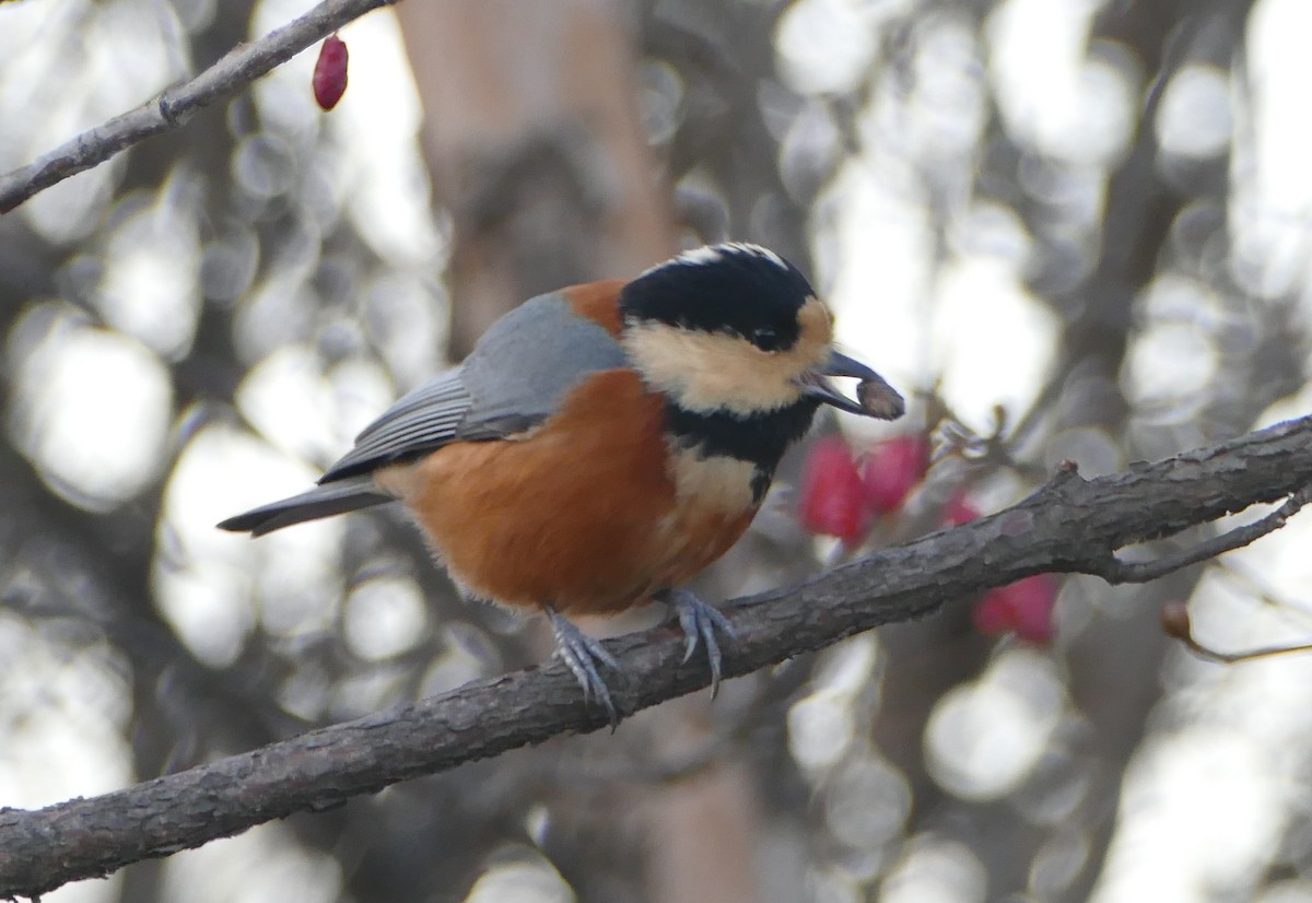 Тиссовая синица - ML647259454