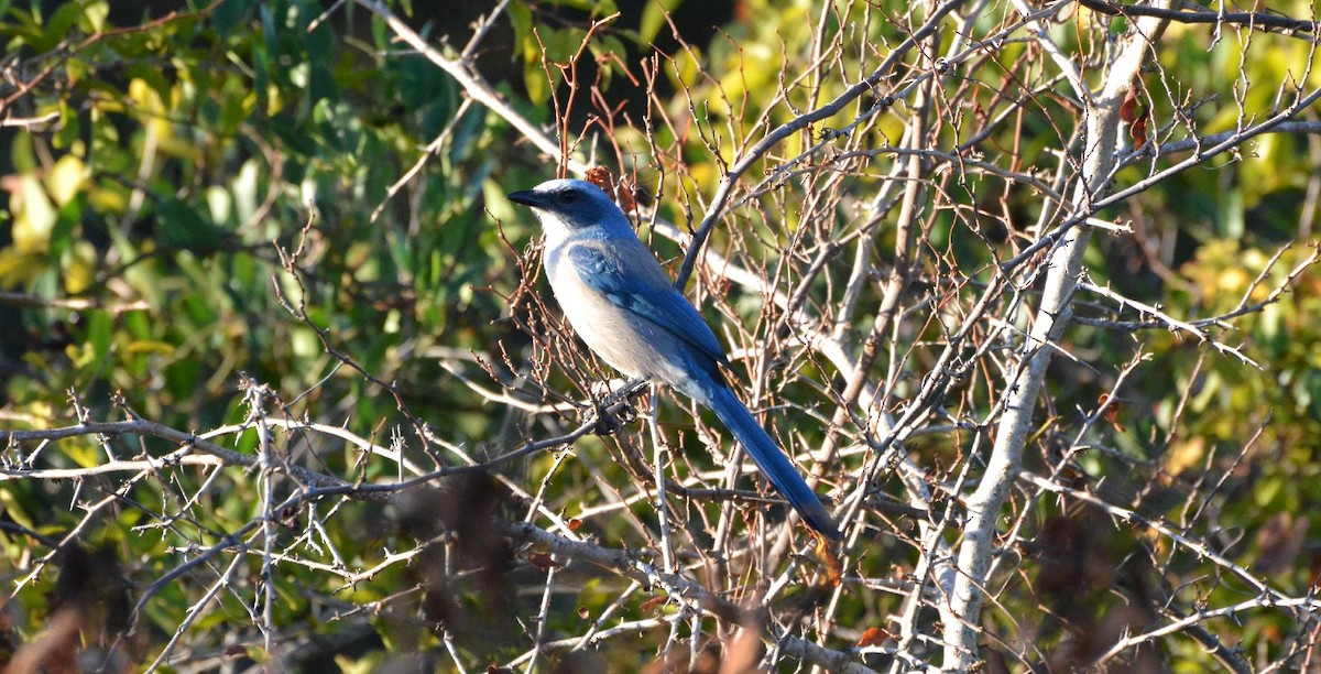 Florida Scrub-Jay - ML647259455