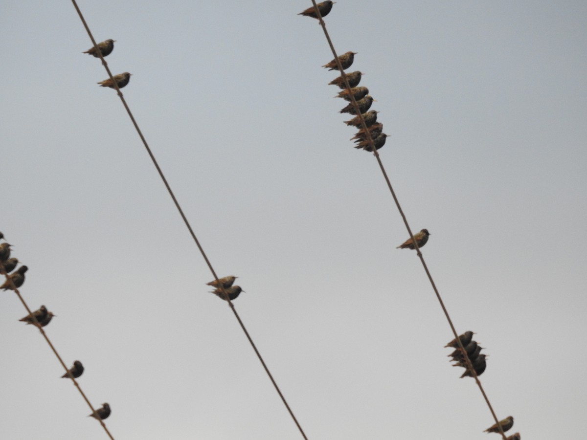 European Starling - ML647259472